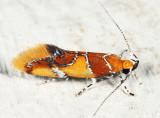 1046 - Orange-headed Epicallima Moth - Epicallima argenticinctella