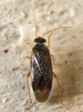 Phoenicocoris strobicola