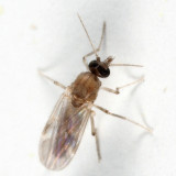 Culicoides sp.