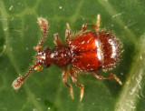 Decarthron velutinum