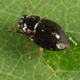 Ochterus americanus