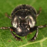 Onthophagus striatulus