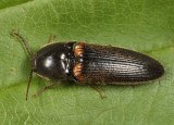 Ampedus protervus