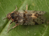 Cixius basalis