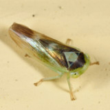 Populicerus stellaris