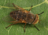 Atylotus palus