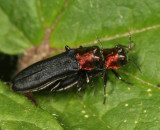 Red-necked Cane Borers - Agrilus ruficollis