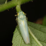 Leafhoppers genus Pagaronia