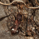 Currant-tip Borer - Psenocerus supernotatus