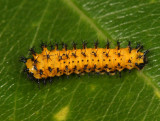 7767 - Cecropia Moth - Hyalophora cecropia (early instar)