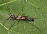 Strangalia acuminata