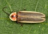 Photinus marginellus/curtatus complex