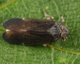 Melanoliarus humilis