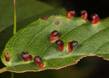 Blaesodiplosis sp. (gall midge galls)