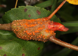 Puccinia sp. Fungus on shadbush (Amelanchier)