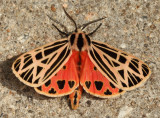 8197 - Virgin Tiger Moth - Grammia virgo