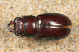 Reddish-brown Stag Beetle - Lucanus capreolus