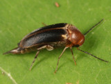 Mordellistena fuscipennis