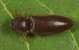 Hemicrepidius memnonius