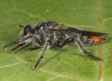 Andrenosoma fulvicaudum