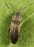 Hylis terminalis