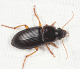 Pennsylvania Dingy Ground Beetle - Harpalus pensylvanicus