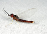 Isonychia sp. (male)