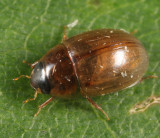 Enochrus sayi