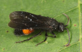 Dasymutilla ursus (male)