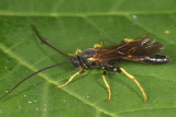 Notopygus virginiensis