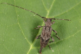 Eutrichillus biguttatus