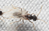 Lasius americanus