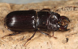 Stag Beetles - Lucanidae