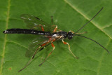 Rhyssella nitida (male)