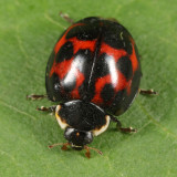 Multi-colored Asian Lady Beetle - Harmonia axyridis
