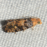 Paralobesia sp.