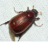 Serica georgiana