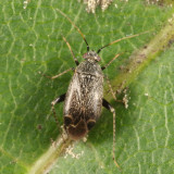 Plagiognathus fuscosus