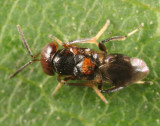 Encyrtus aurantii