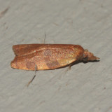 3716 - Spring Dead-leaf Roller - Sparganothis diluticostana