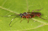 Platylabus ornatus