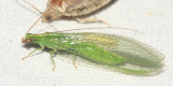 Chrysoperla harrisii