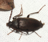 Capnochroa fuliginosa