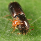 American Utilizable Wood Bark Beetle - Gnathotrichus materiarius