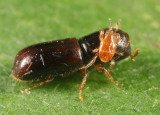 American Utilizable Wood Bark Beetle - Gnathotrichus materiarius
