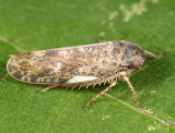 Leafhoppers genus Allygus