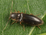 Dalopius cognatus