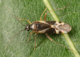 Obscure Plant Bug - Plagiognathus obscurus