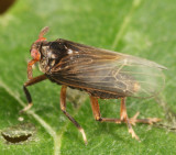 Pissonotus aphidioides