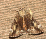 8874 – Little Underwing Moth – Catocala minuta